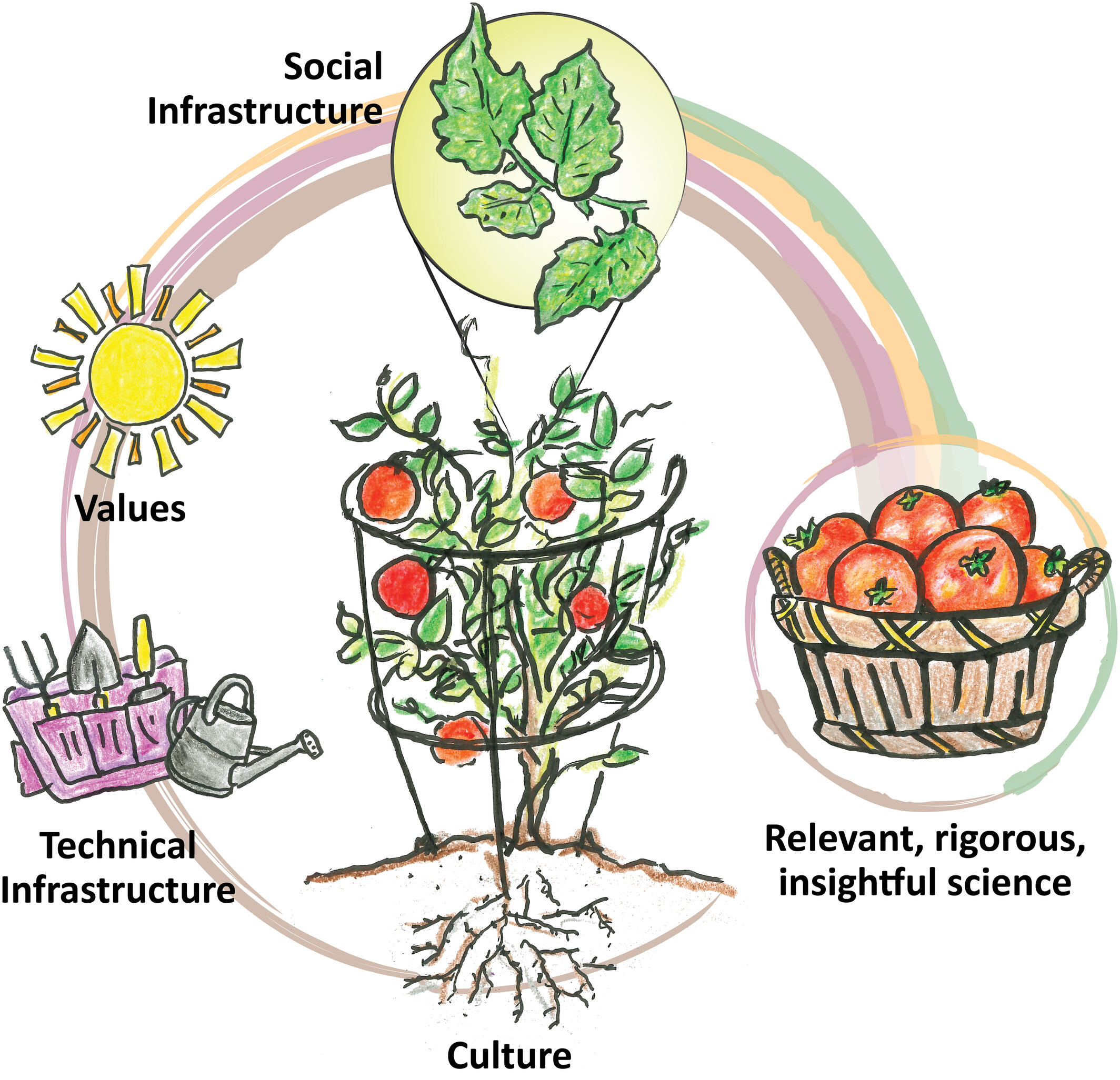 Illustration of a tomato plant in a growth cage encircled by a pastel rainbow. At the base is the word Culture under roots; up to the left progressing along the circle Technical Infrastructure under a garden tool bag and watering can; higher up Values under a sun; at top Social Infrastructure to left of inset of leaves, to right Relevant, rigorous, insightful science under a basket of tomatoes. Illustration by Adyan Rios and Su Kim, NOAA Fisheries.